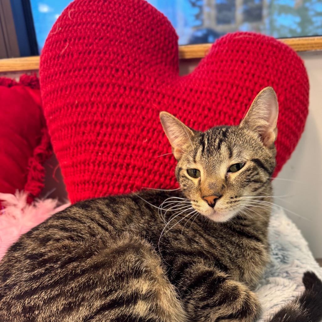 Fritz, a Adoptable Domestic Short Hair in Wheeling, IL image 3/6