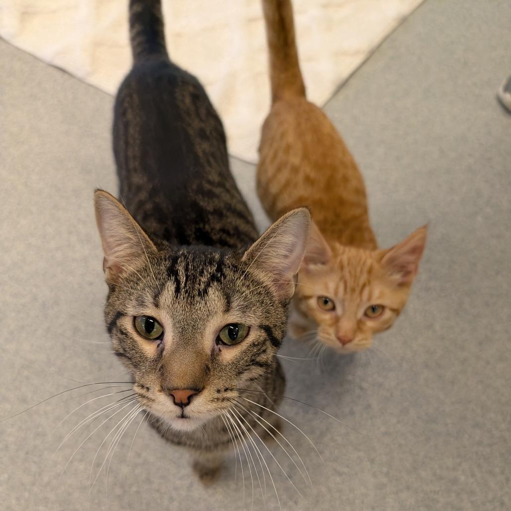 Fritz, a Adoptable Domestic Short Hair in Wheeling, IL image 5/6