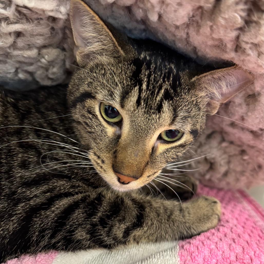 Fritz, a Adoptable Domestic Short Hair in Wheeling, IL image 6/6