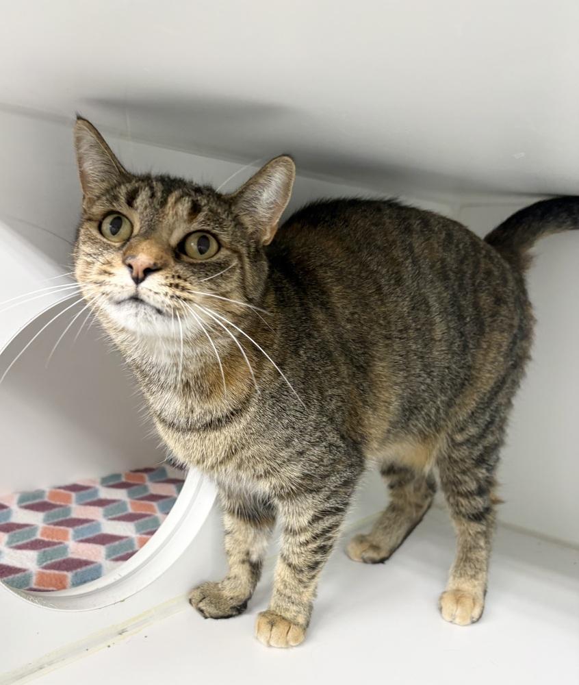 Enlarge Taco, a Adoptable Domestic Short Hair in Rochester, IN image 1/1