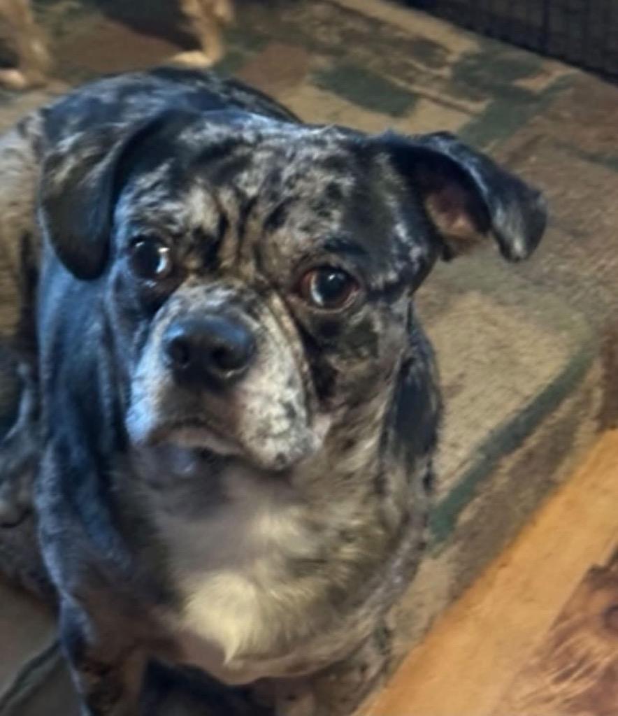 Fufy, Adoptable, Young Male Chihuahua & Pug.