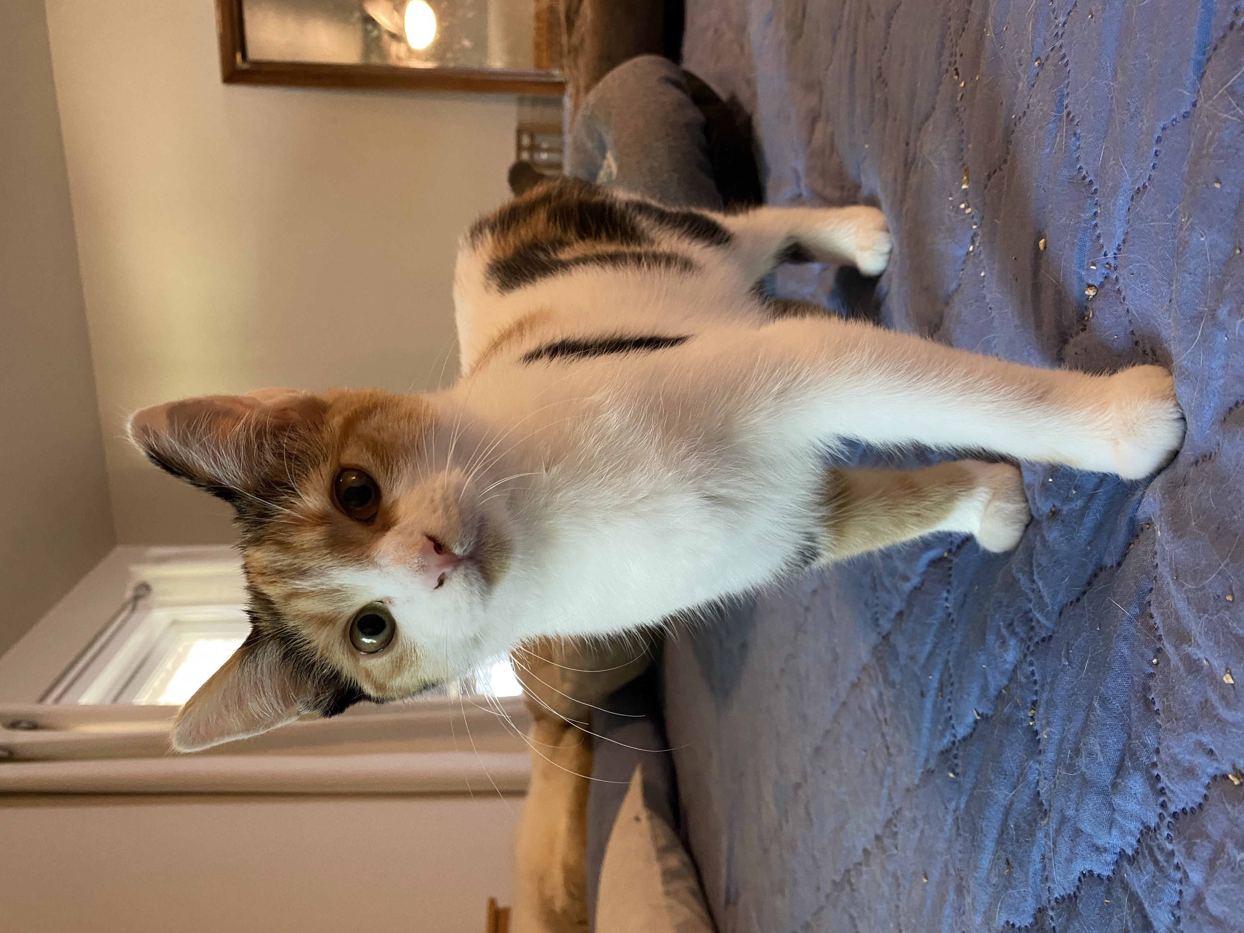 Enlarge Filen, a Adopted Domestic Short Hair in Shallowater, TX image 1/2