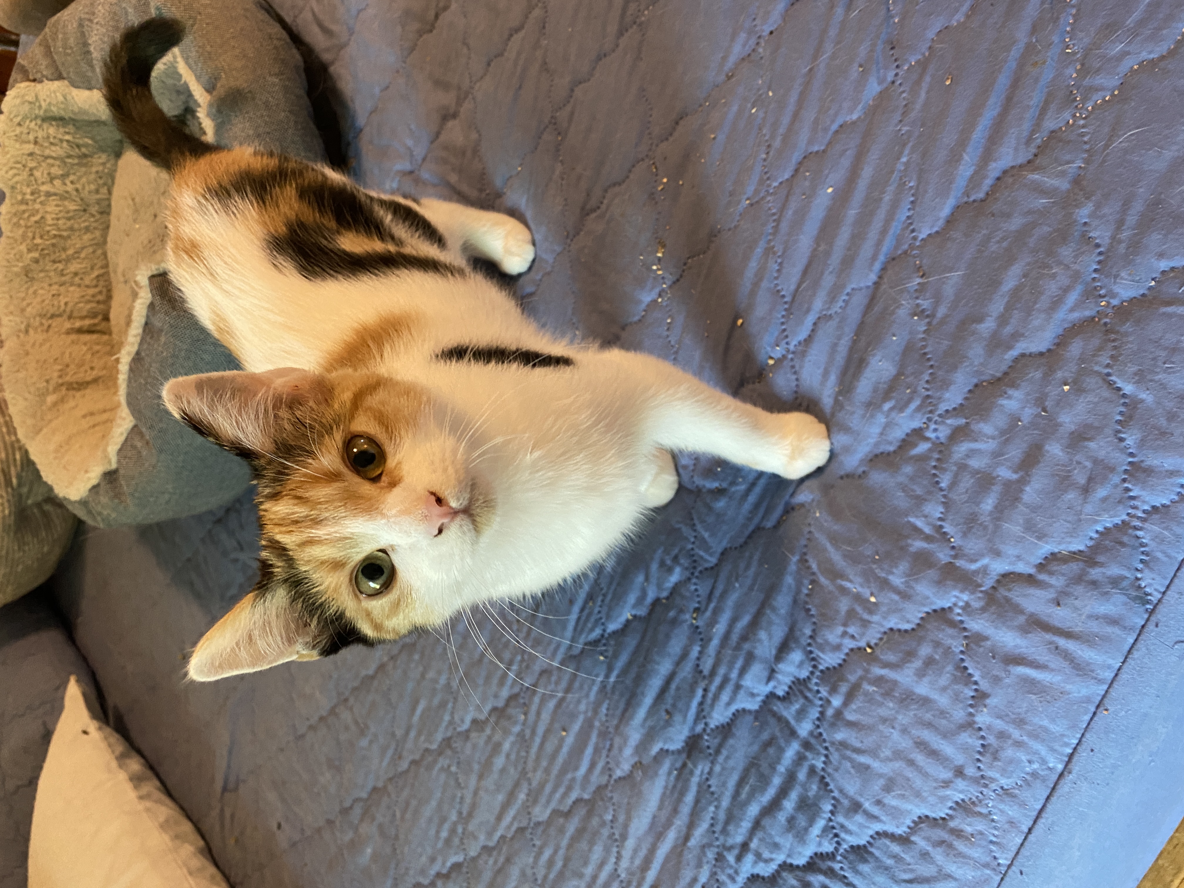 Enlarge Filen, a Adopted Domestic Short Hair in Shallowater, TX image 2/2