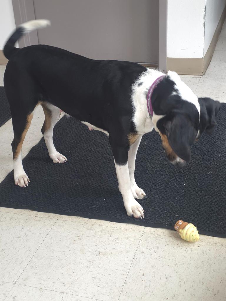 Hannah, Adoptable, Adult Female Border Collie & Mixed Breed.