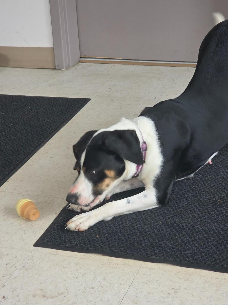 Enlarge Hannah, a Adoptable mixed breed in Green River, WY image 2/5