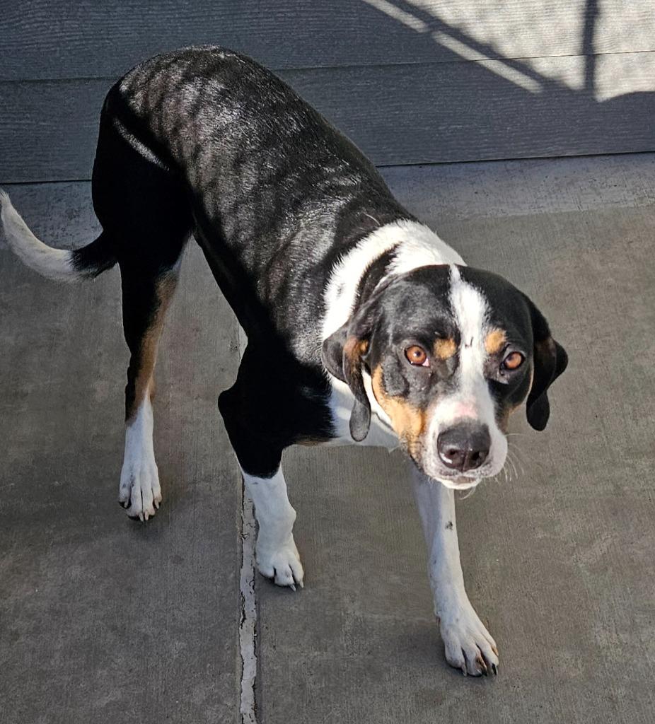 Enlarge Hannah, a Adoptable mixed breed in Green River, WY image 3/5