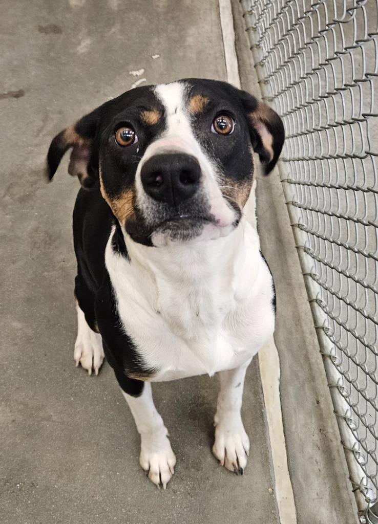 Enlarge Hannah, a Adoptable mixed breed in Green River, WY image 4/5