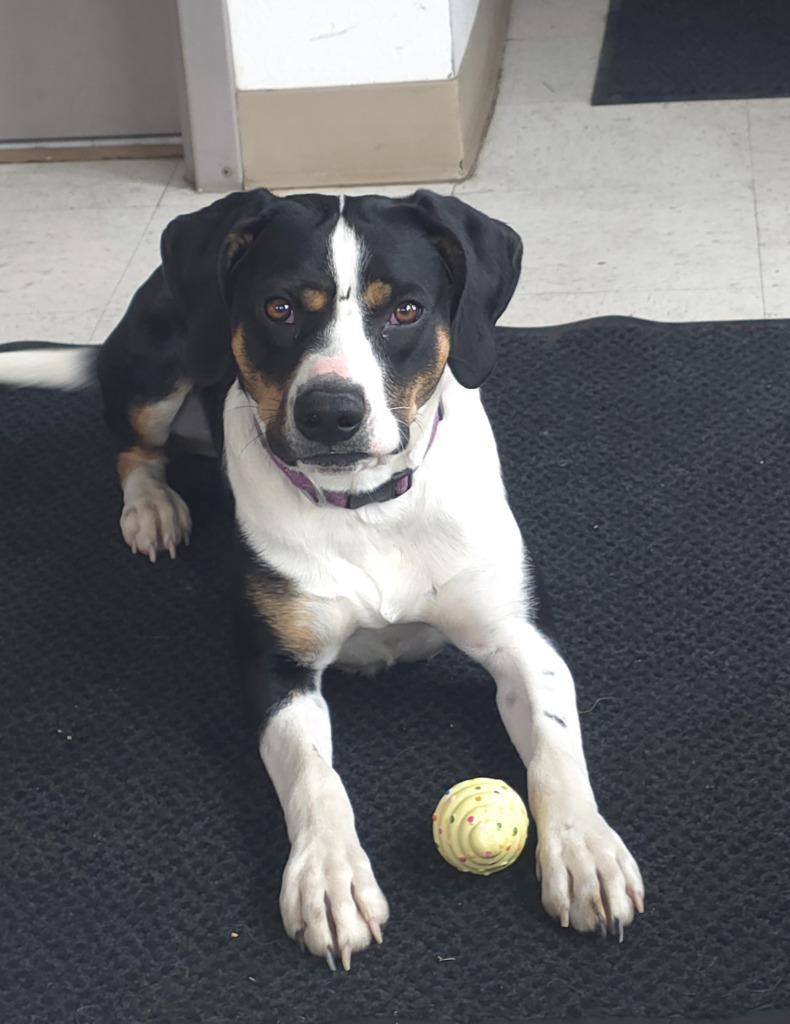 Enlarge Hannah, a Adoptable mixed breed in Green River, WY image 5/5