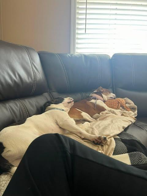 Hera & Hercules, a ADOPTABLE mixed breed in Campbellsville, KY image 3/5