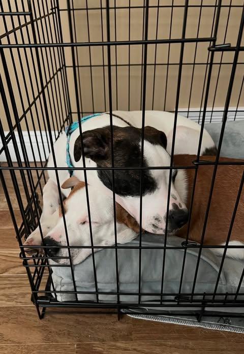 Hera & Hercules, a ADOPTABLE mixed breed in Campbellsville, KY image 2/5