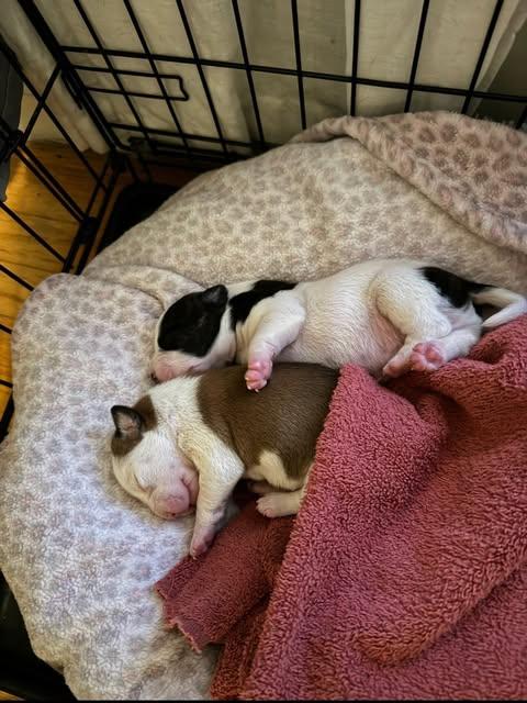 Hera & Hercules, a ADOPTABLE mixed breed in Campbellsville, KY image 5/5