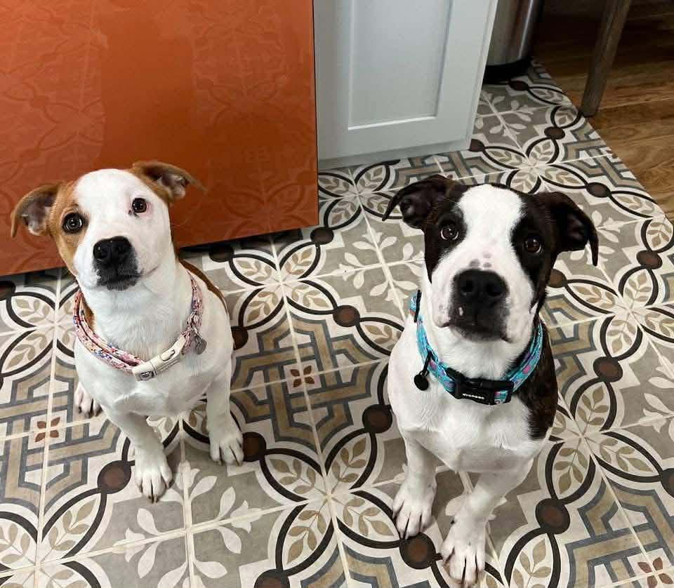 Hera & Hercules, a ADOPTABLE mixed breed in Campbellsville, KY image 1/5