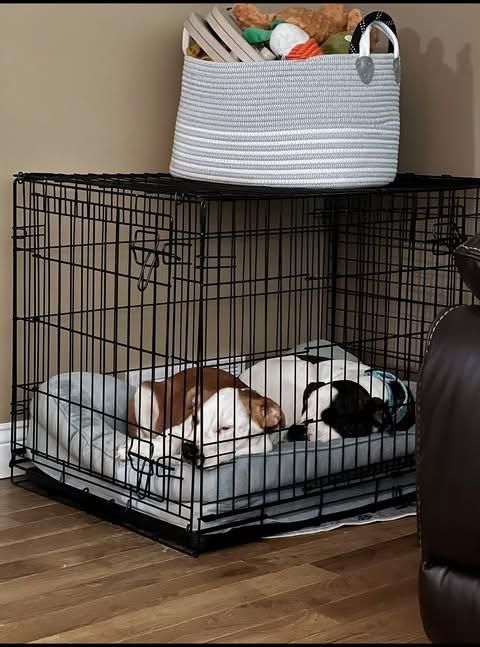 Hera & Hercules, a ADOPTABLE mixed breed in Campbellsville, KY image 4/5