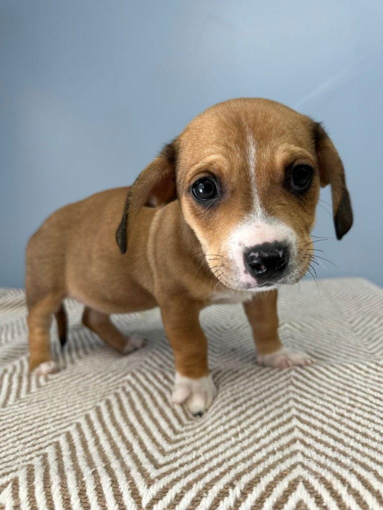 Serena, Adoptable, Puppy Female Pit Bull Terrier.