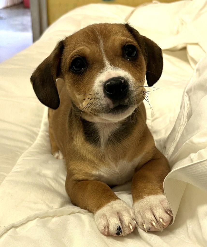 Enlarge Serena, a Adoptable Pit Bull Terrier in Lovingston, VA image 2/2