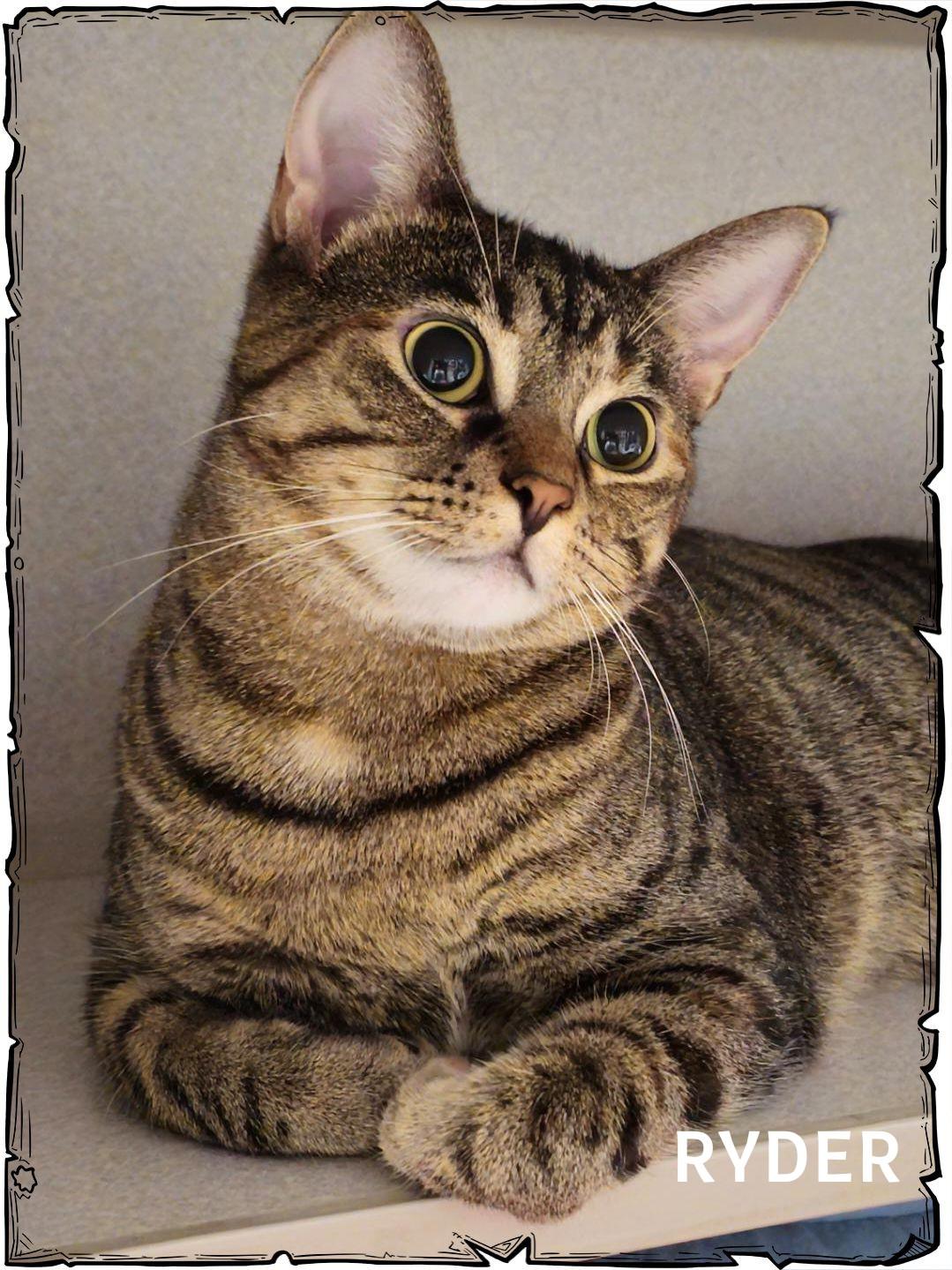 Ryder, a Adoptable Domestic Short Hair in Whiting, IN image 2/6