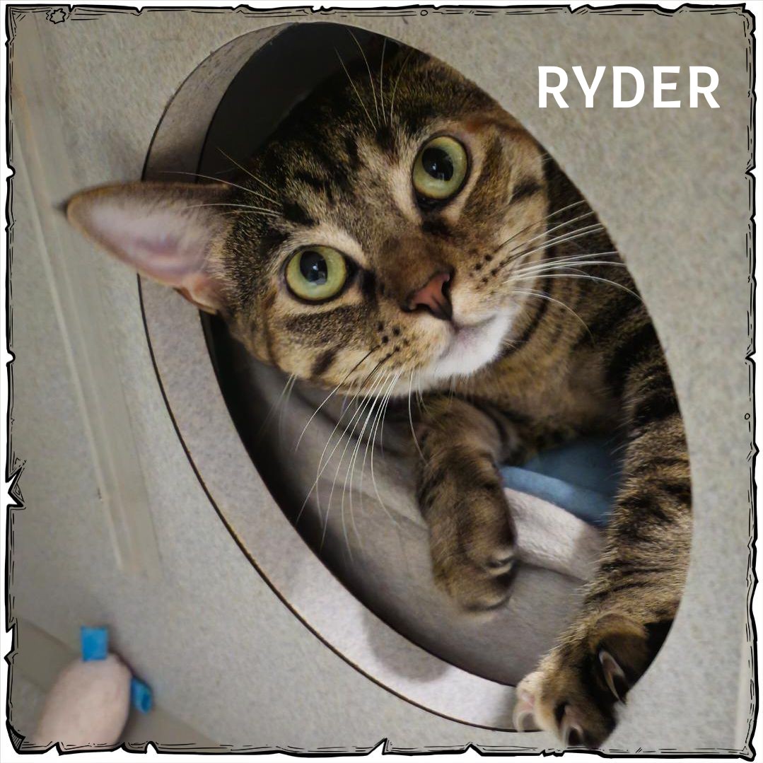 Ryder, a Adoptable Domestic Short Hair in Whiting, IN image 3/6