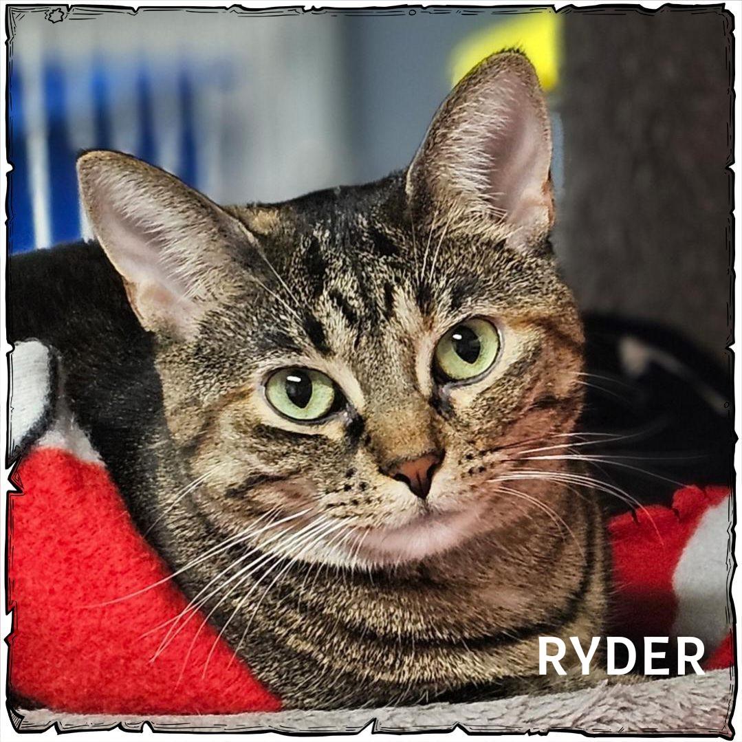 Ryder, a Adoptable Domestic Short Hair in Whiting, IN image 6/6