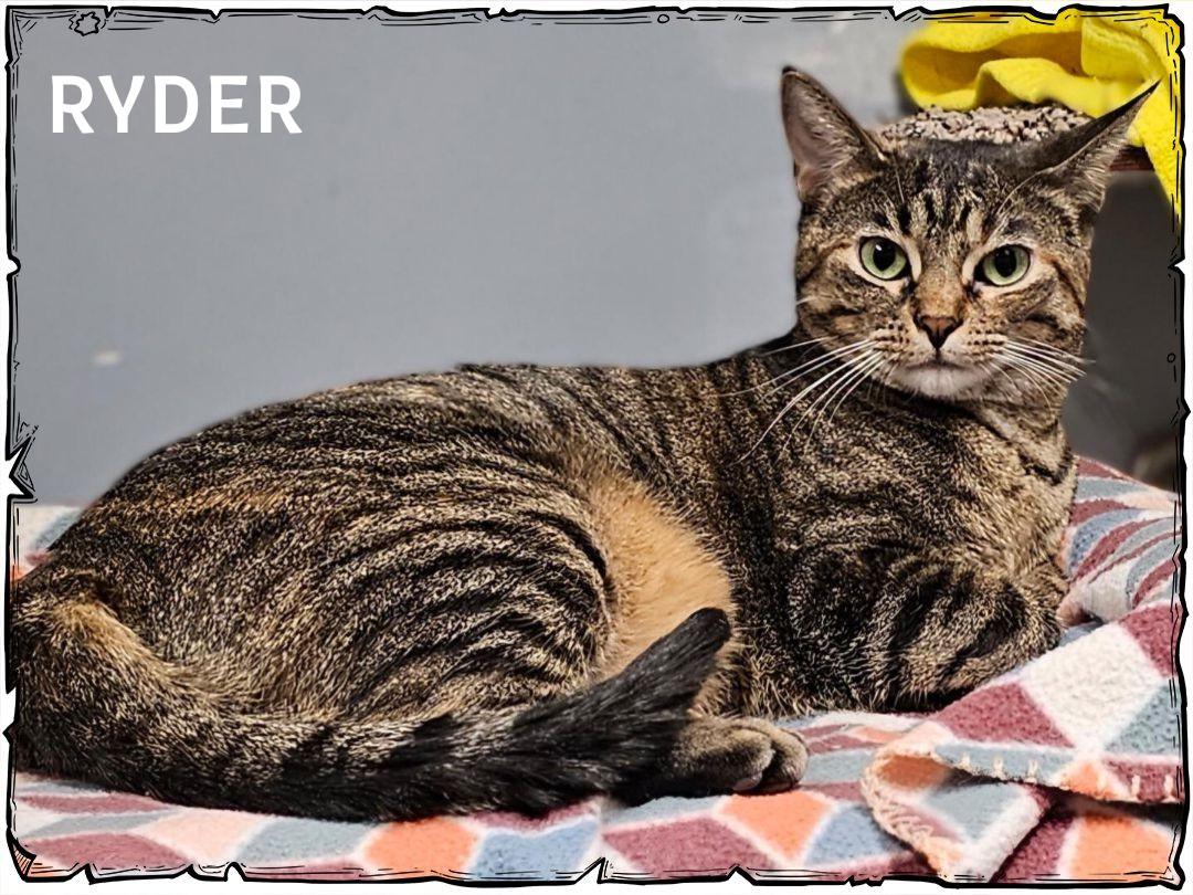 Ryder, a Adoptable Domestic Short Hair in Whiting, IN image 4/6