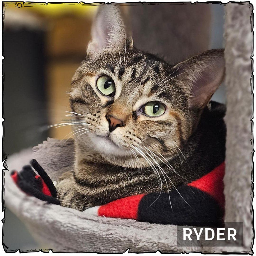 Ryder, a Adoptable Domestic Short Hair in Whiting, IN image 1/6