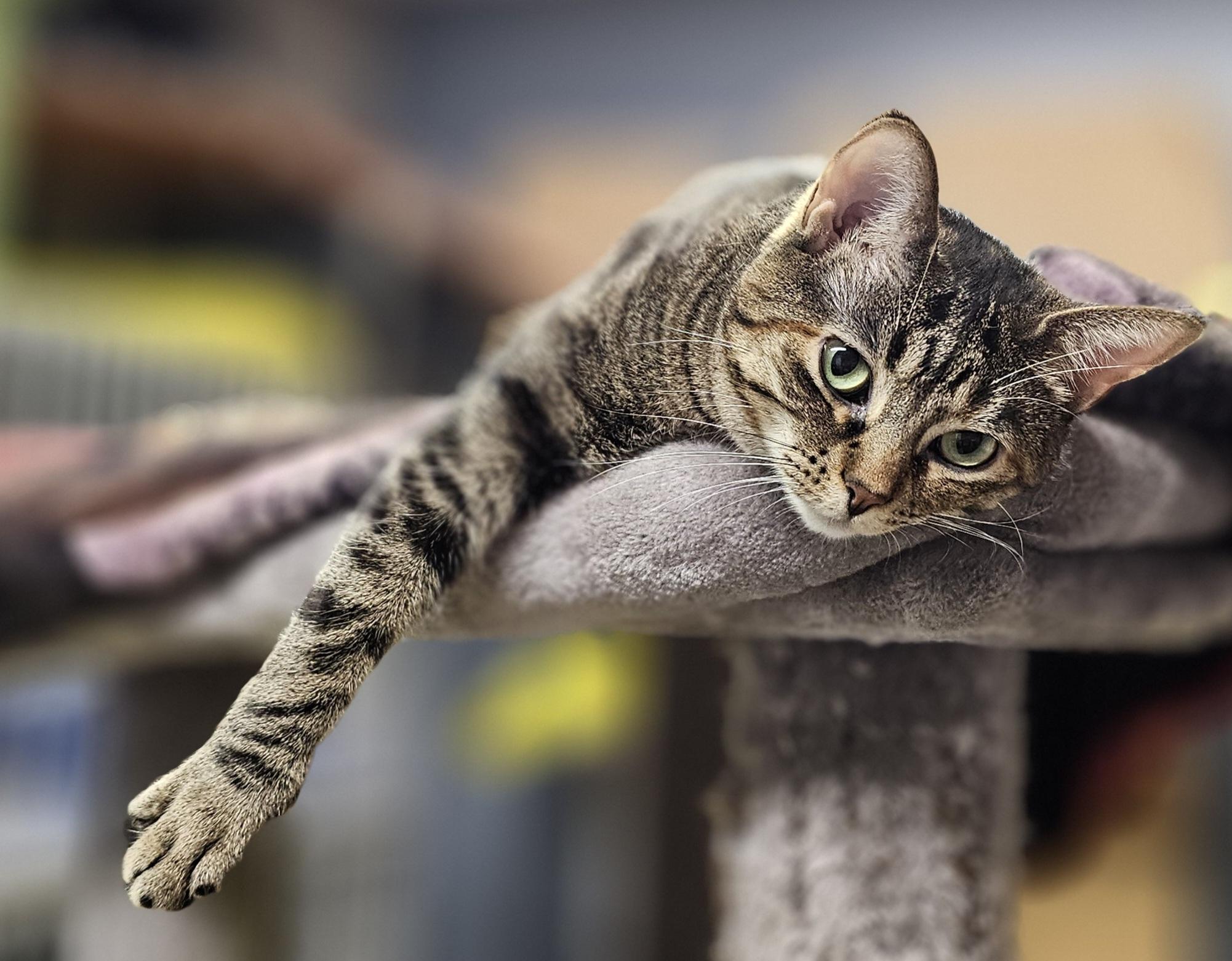 Ryder, a Adoptable Domestic Short Hair in Whiting, IN image 5/6