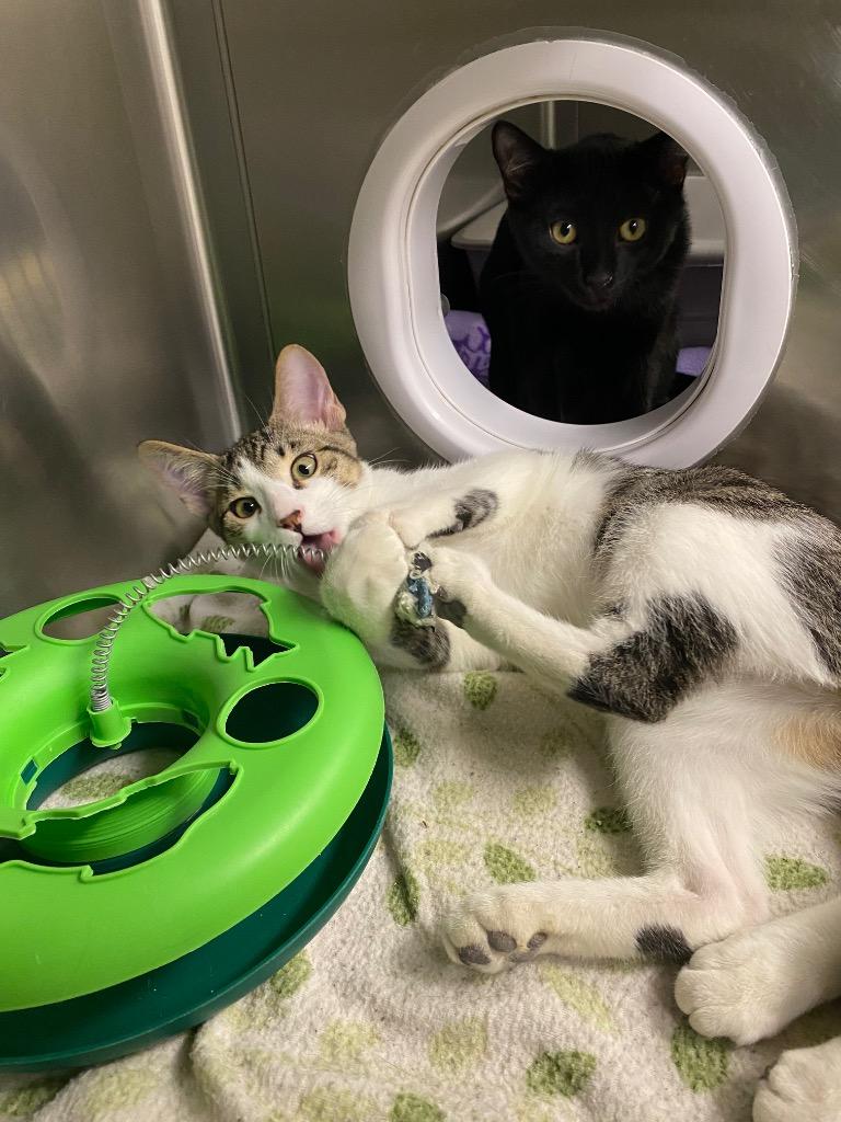 Russet, Adoptable, Kitten Male Domestic Short Hair.