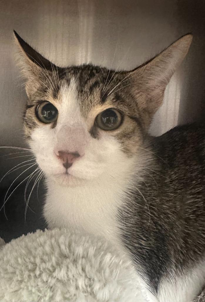 Russet, a Adoptable mixed breed in Grants Pass, OR image 3/6