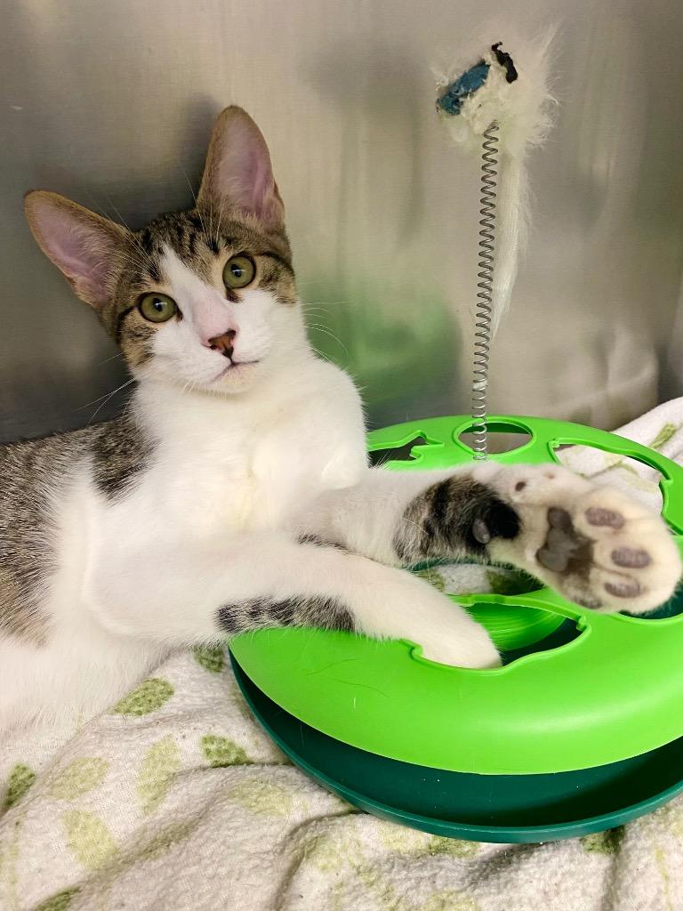 Russet, a Adoptable mixed breed in Grants Pass, OR image 5/6