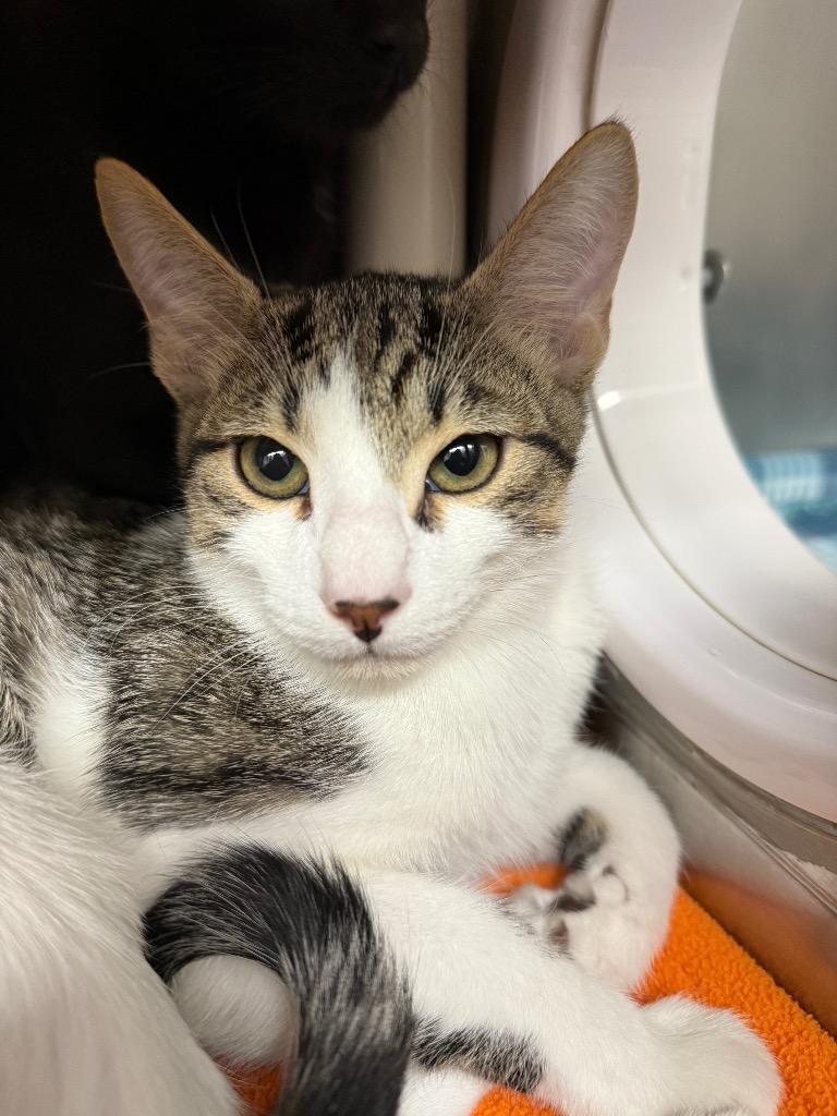 Russet, a Adoptable mixed breed in Grants Pass, OR image 6/6