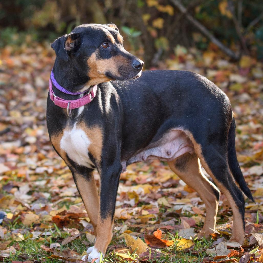 Gharial @ Foster, Adoptable, Young Female Mixed Breed.