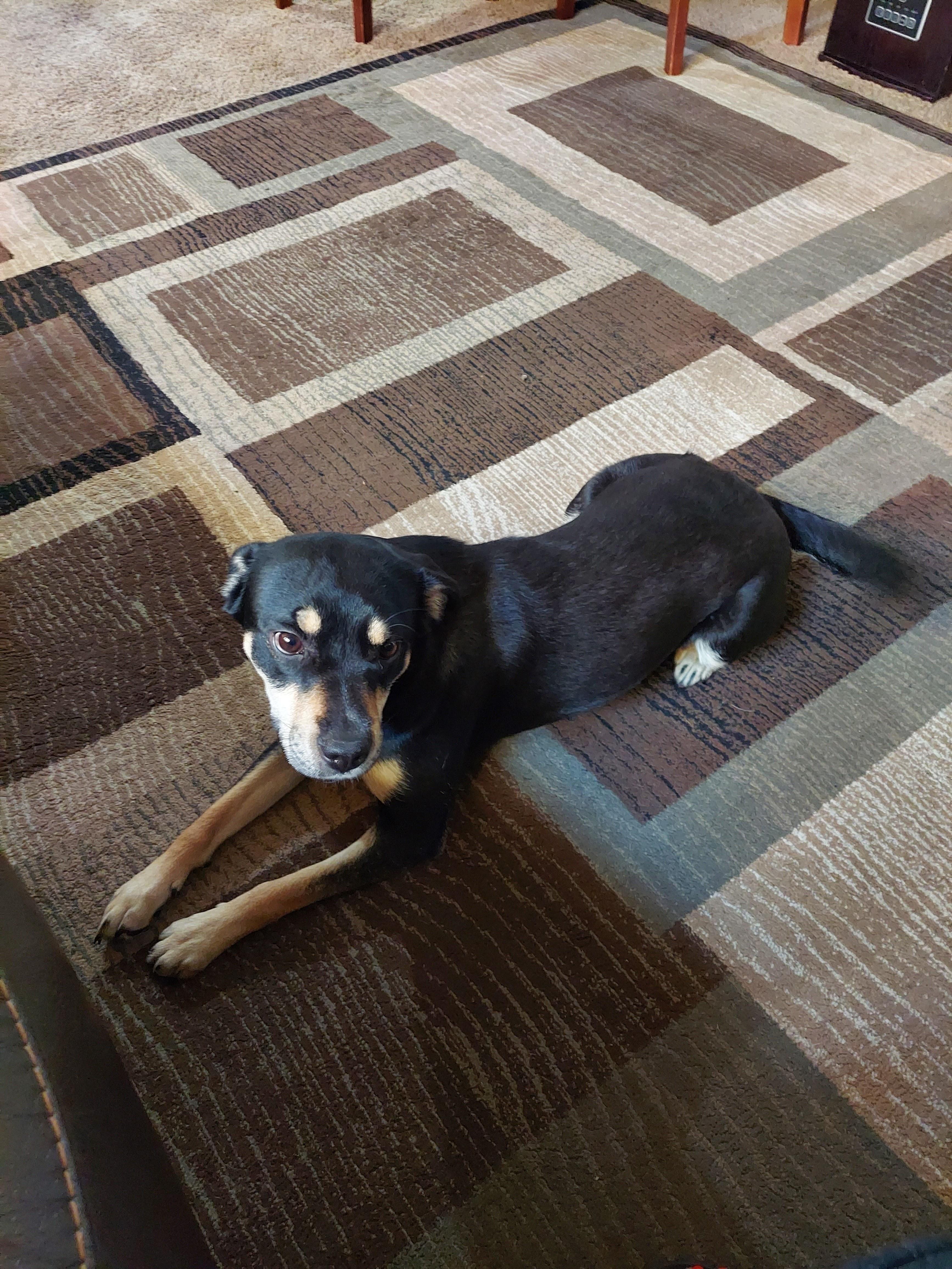 Coco **COURTESY POST**, Adoptable, Adult Female Rottweiler & Husky.