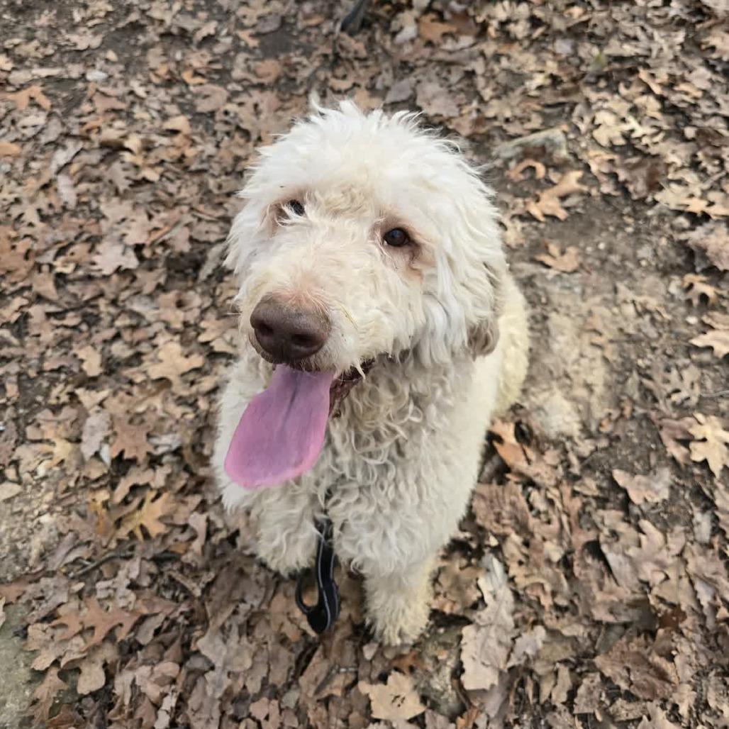 Beau, Adoptable, Adult Male Golden Retriever & Poodle.