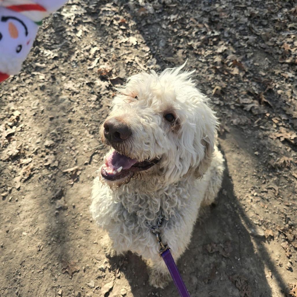 Enlarge Beau, a Adoptable mixed breed in Branson, MO image 2/3