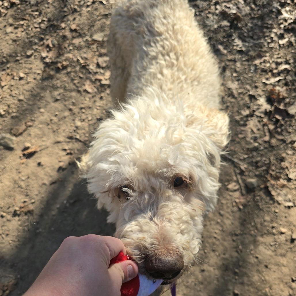 Enlarge Beau, a Adoptable mixed breed in Branson, MO image 3/3