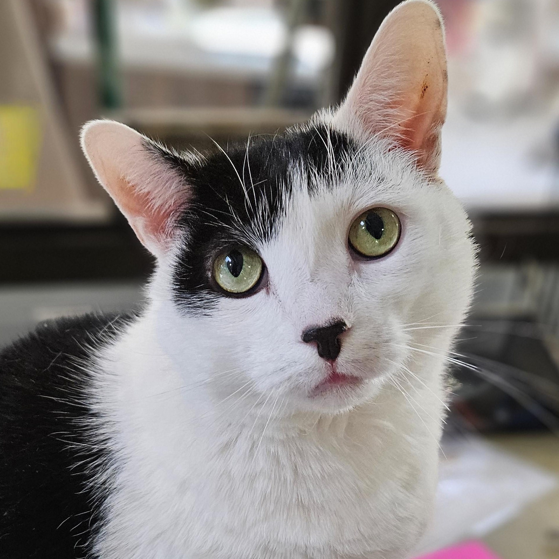 Enlarge Winnie, a Adoptable Domestic Short Hair in Endicott, NY image 1/4