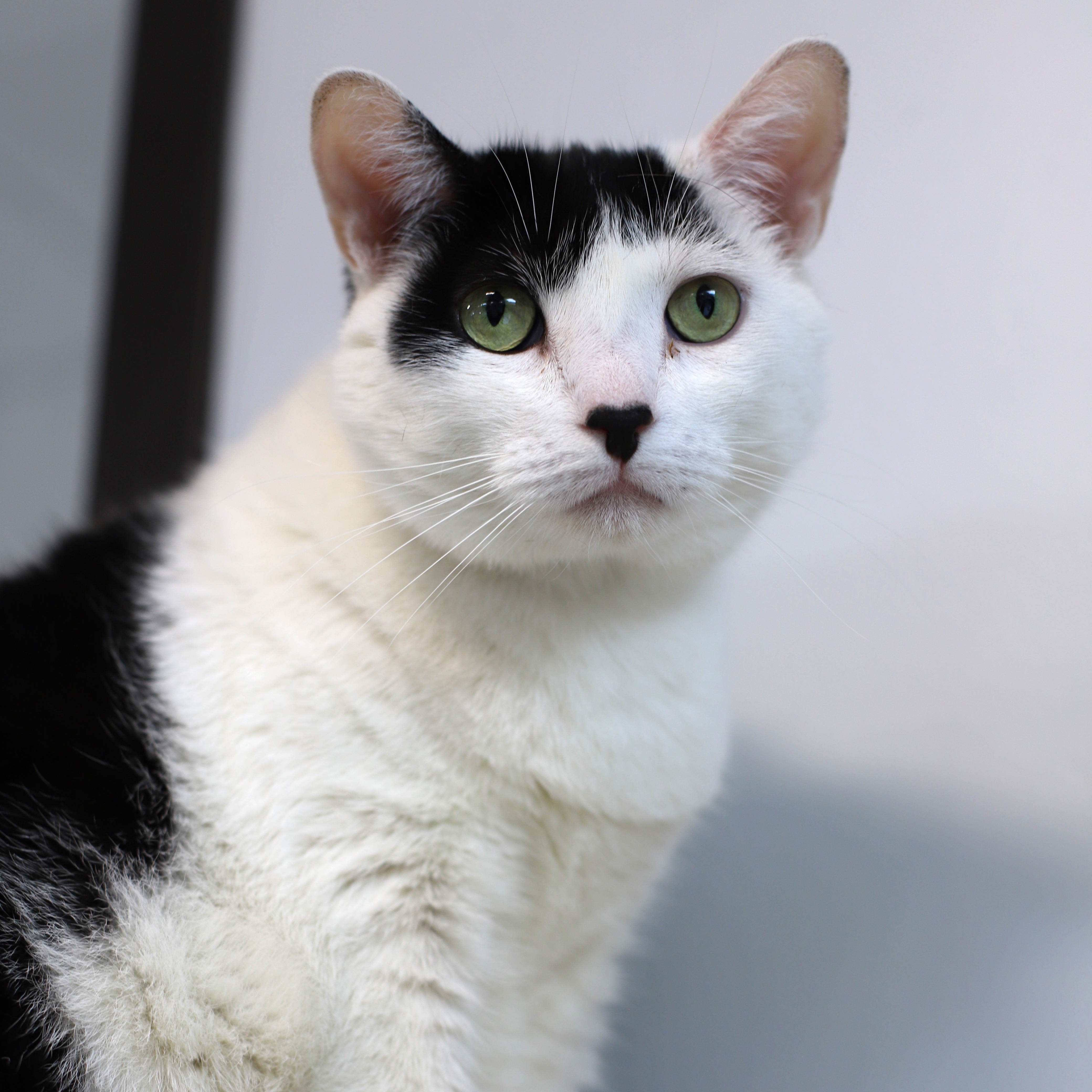 Enlarge Winnie, a Adoptable Domestic Short Hair in Endicott, NY image 4/4