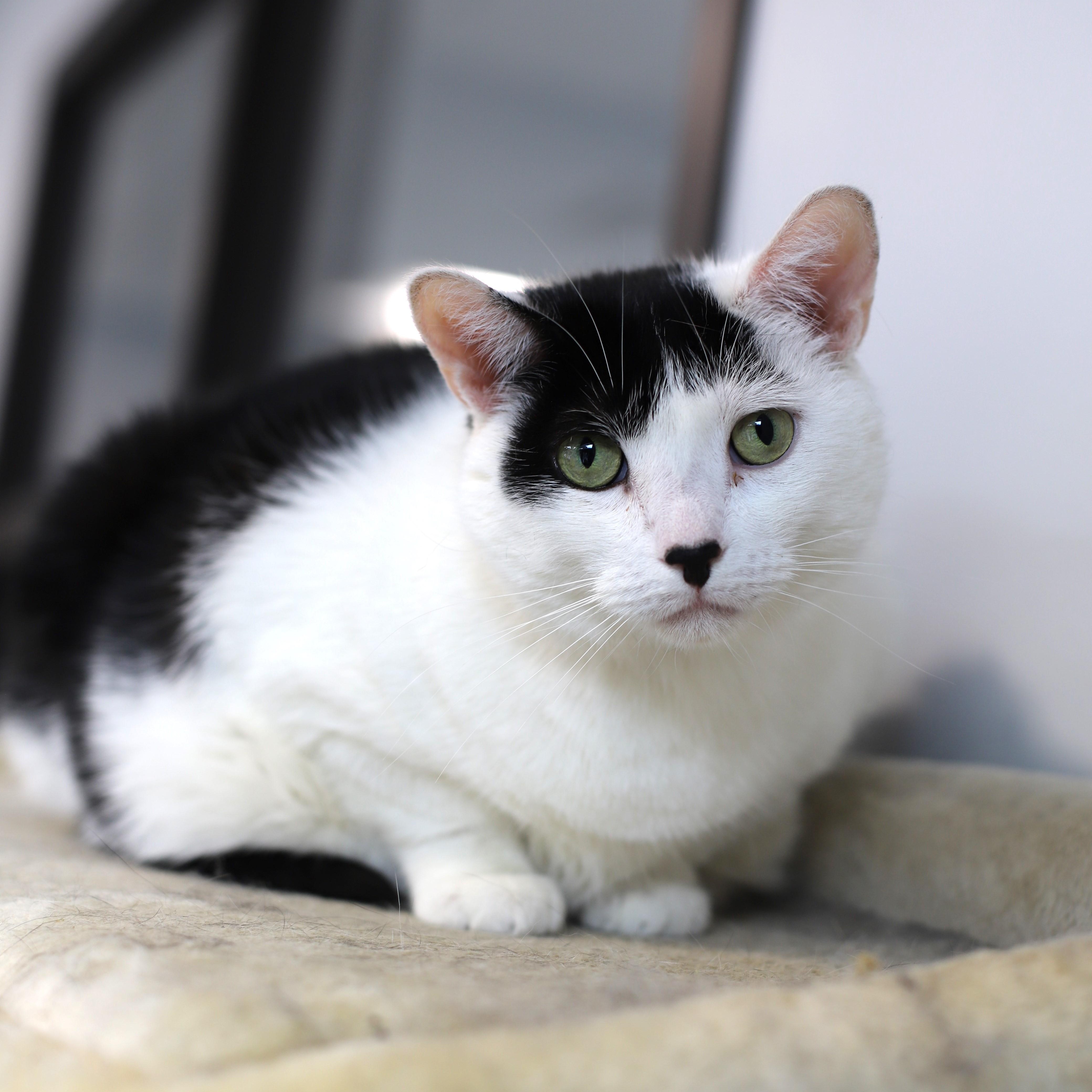 Enlarge Winnie, a Adoptable Domestic Short Hair in Endicott, NY image 2/4