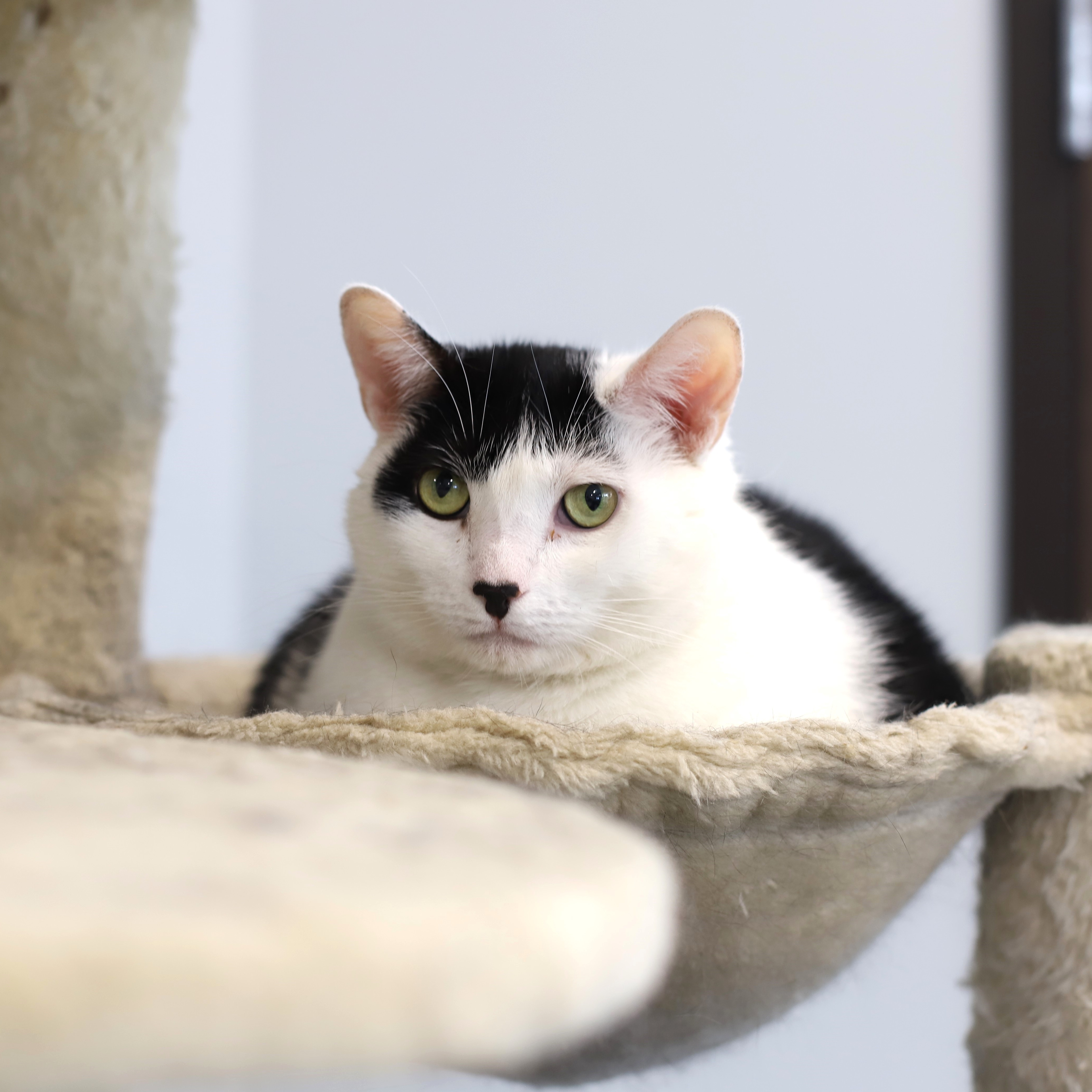 Enlarge Winnie, a Adoptable Domestic Short Hair in Endicott, NY image 2/4