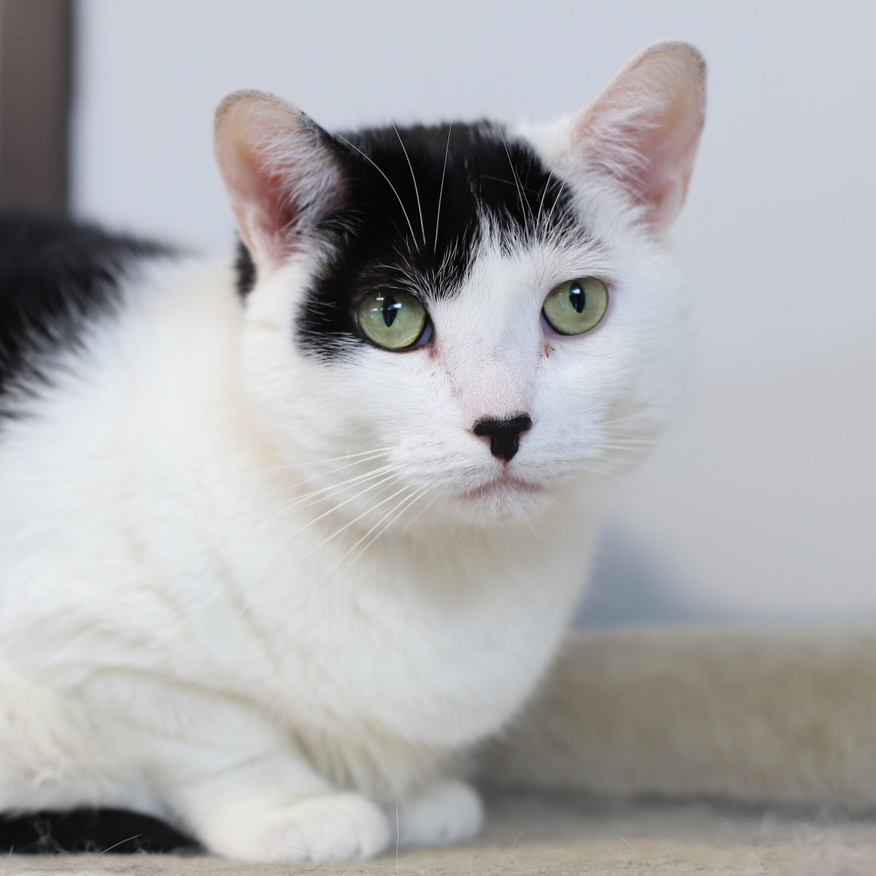Winnie, Adoptable, Adult Female Domestic Short Hair.