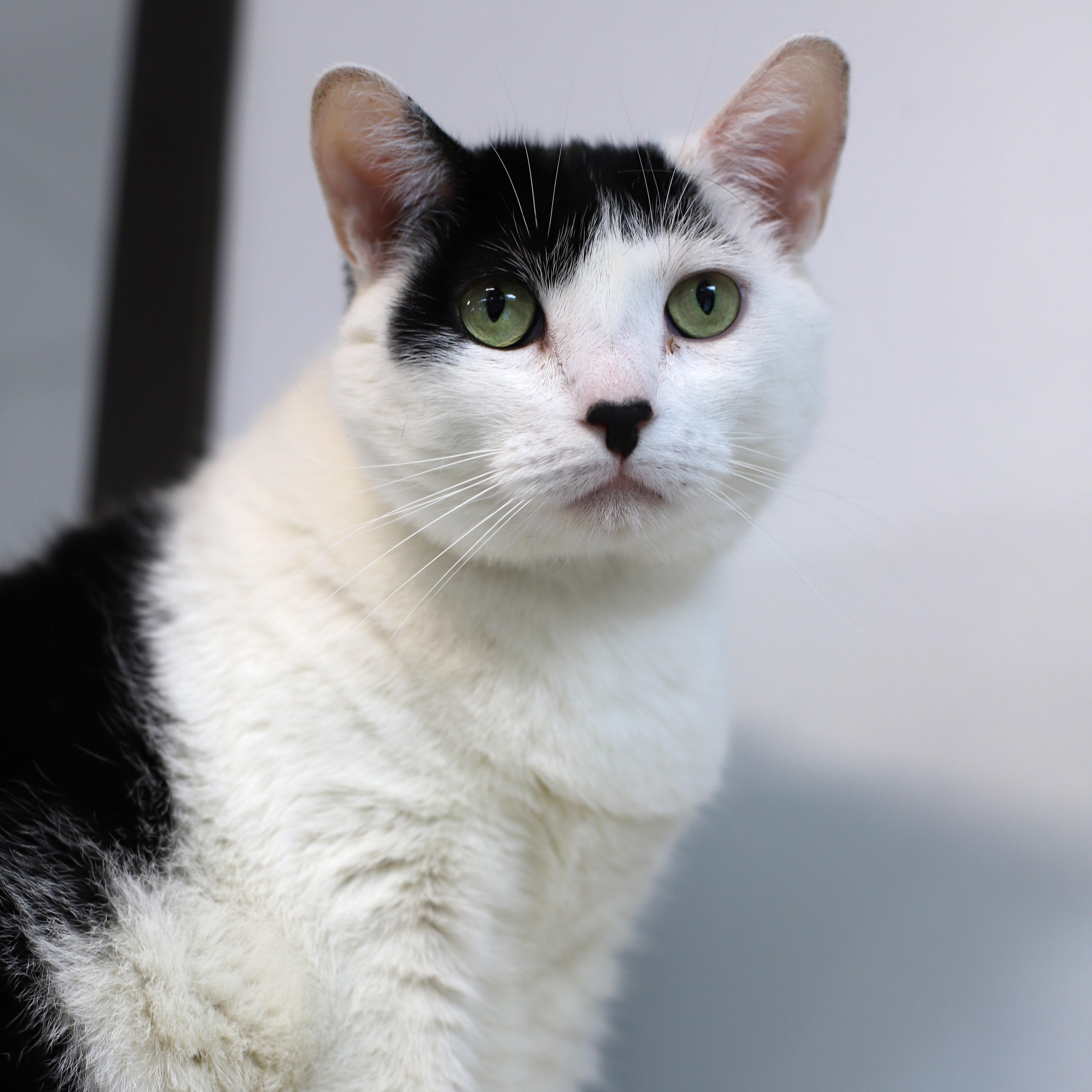 Enlarge Winnie, a Adoptable Domestic Short Hair in Endicott, NY image 4/4