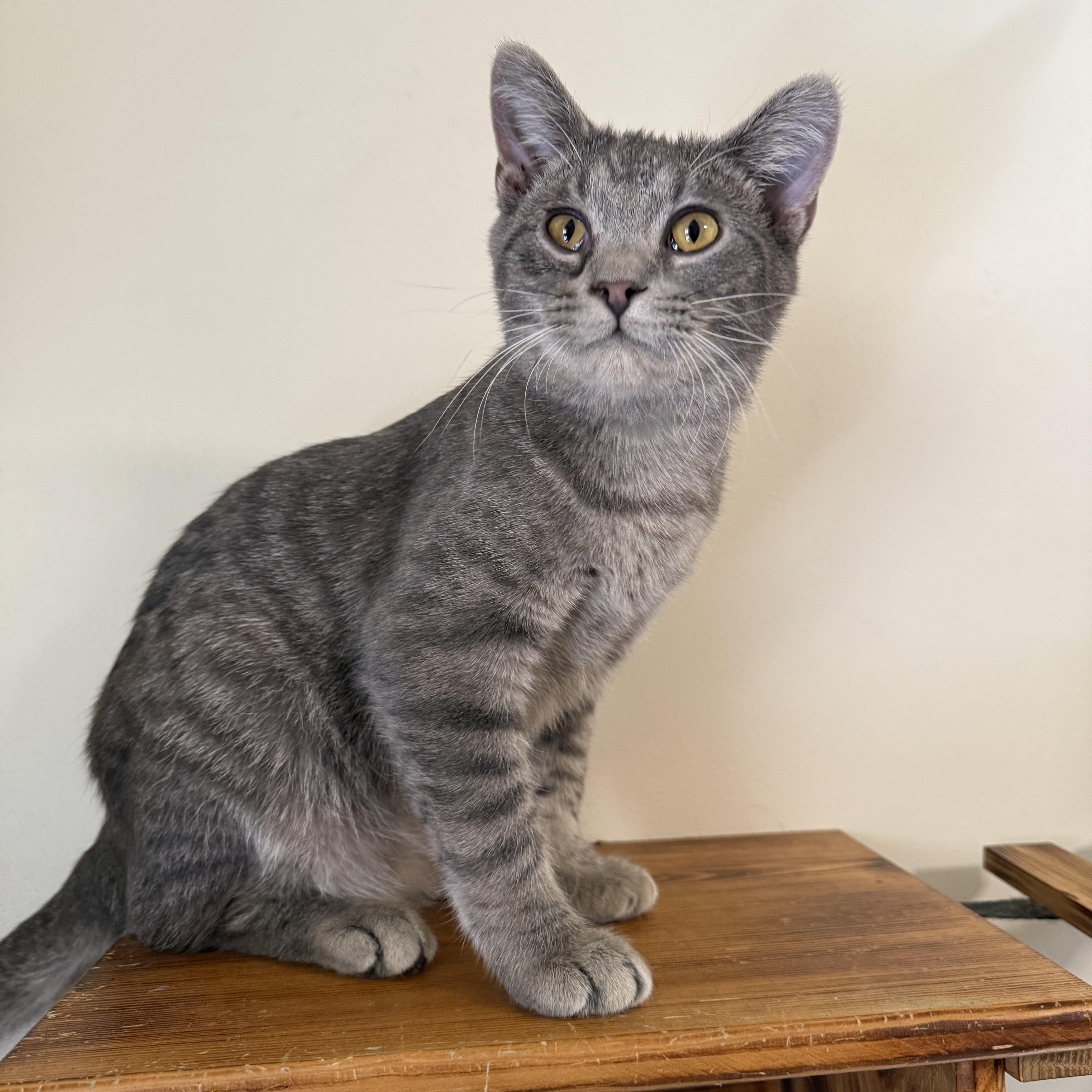 Floyd, a Adoptable Domestic Short Hair in Lincoln, IL image 3/3