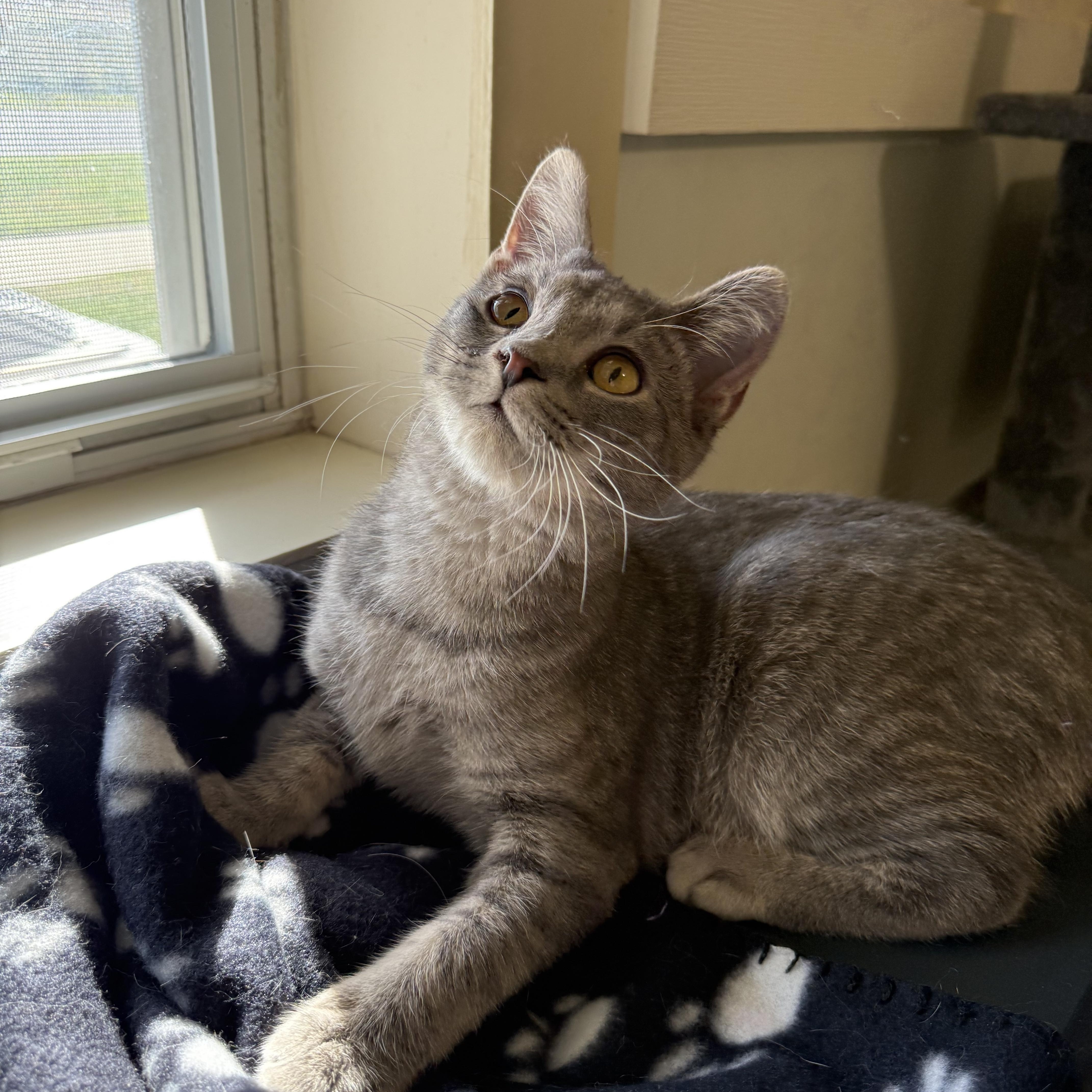 Floyd, Adoptable, Kitten Male Domestic Short Hair.