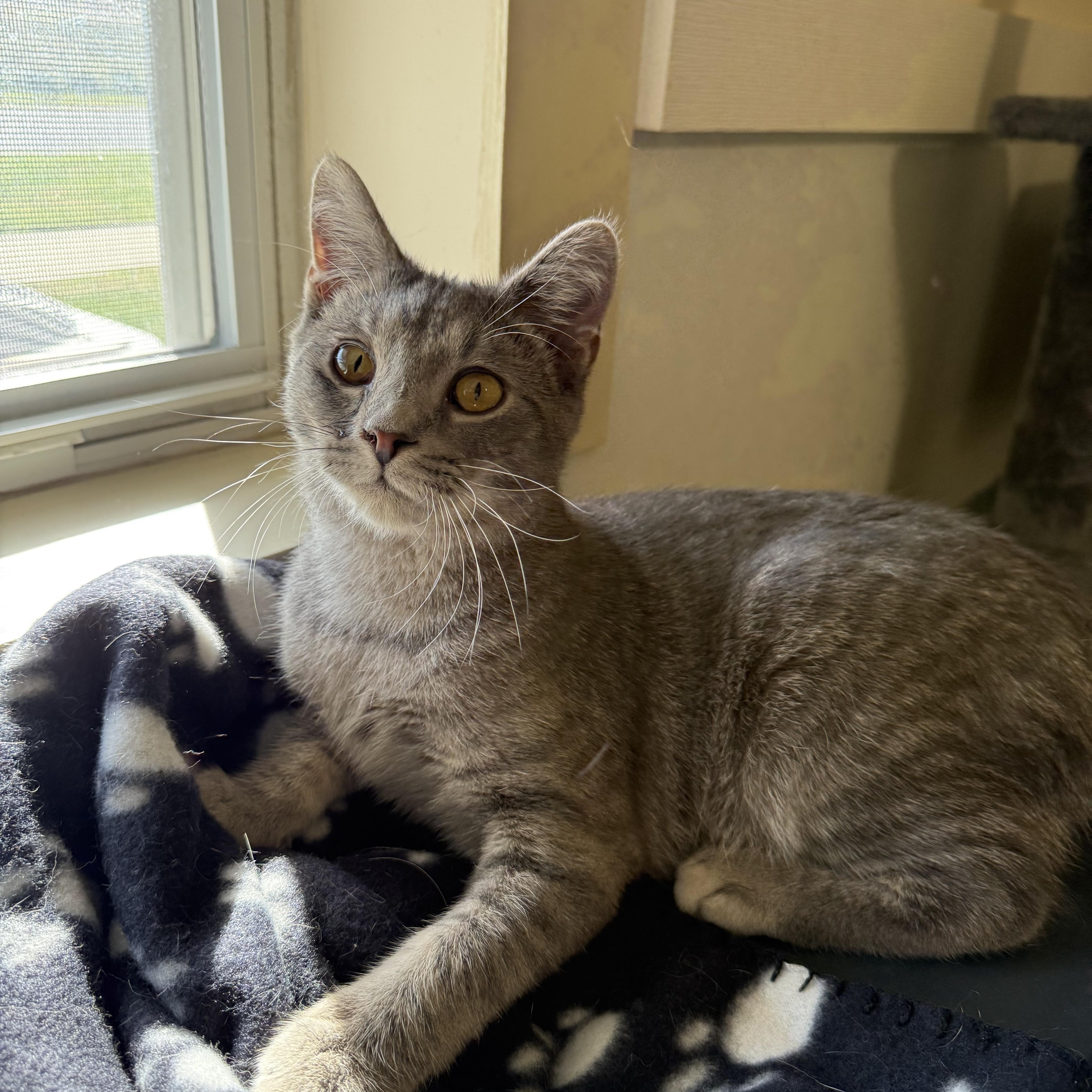 Floyd, a Adoptable Domestic Short Hair in Lincoln, IL image 2/3