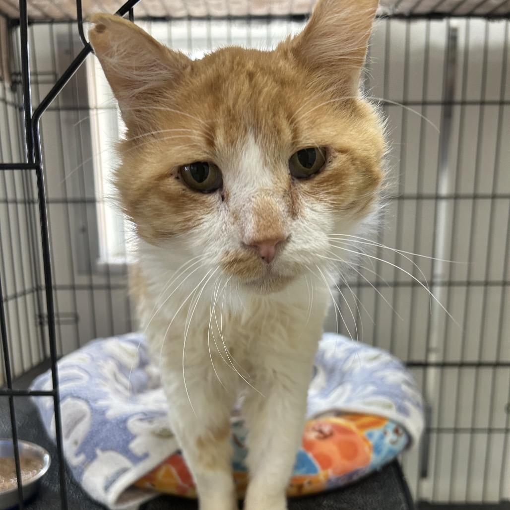 Jumbalaya — thumbnail 2