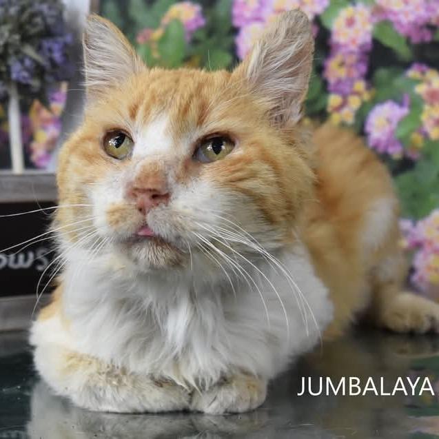 Jumbalaya — thumbnail 4