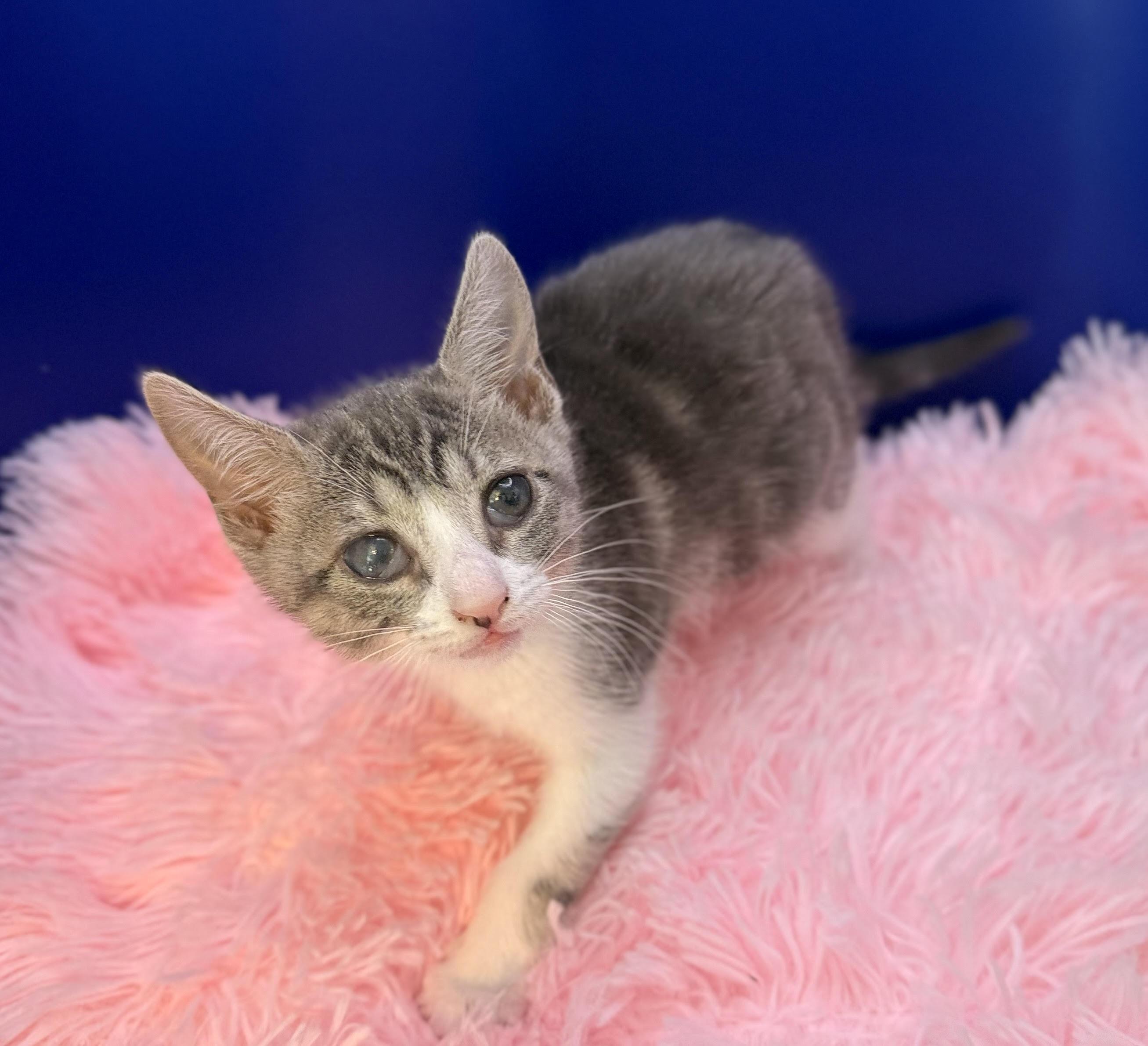 Drako, Adoptable, Kitten Female Domestic Short Hair & Tabby.