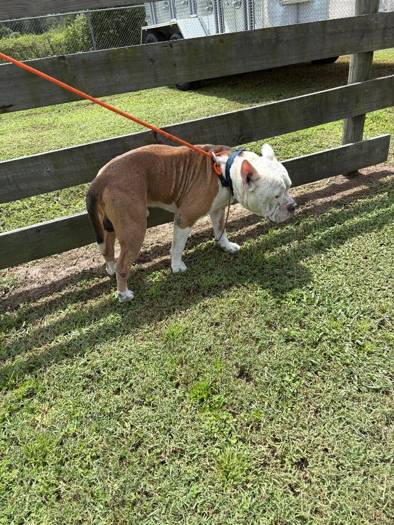 Tarzan, Adoptable, Adult Male American Bulldog.