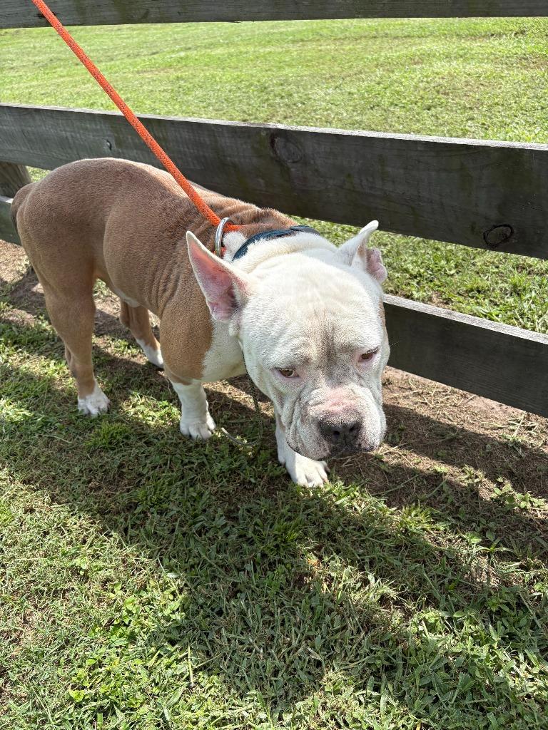 Enlarge Tarzan, a Adoptable American Bulldog in Wauchula, FL image 2/2