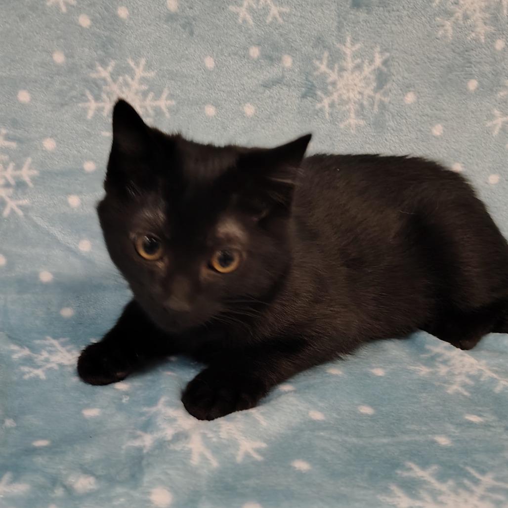 Asher, Adoptable, Kitten Male Domestic Long Hair.