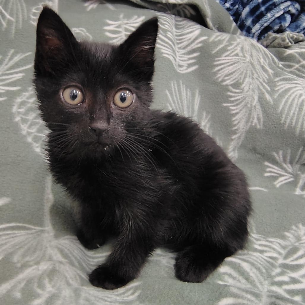 Asher, Adoptable, Kitten Male Domestic Long Hair.